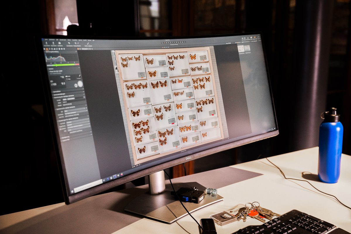 Prüfung eines Digitalisats aus der Insektensammlung des Museums für Naturkunde Berlin